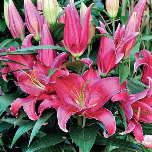 Lilijas Austrumu (podu) SUNNY KEYS 16/18 10gab