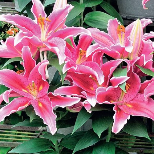 Lilijas Austrumu (podu) SUNNY MARTINIQUE 16/18 10gab