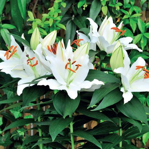 Lilijas Austrumu (podu) SUNNY OKINAWA 16/18 10gab