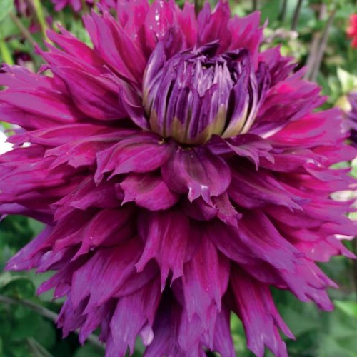 Dālijas dekoratīvās JENNIFER'S WEDDING 8gab.