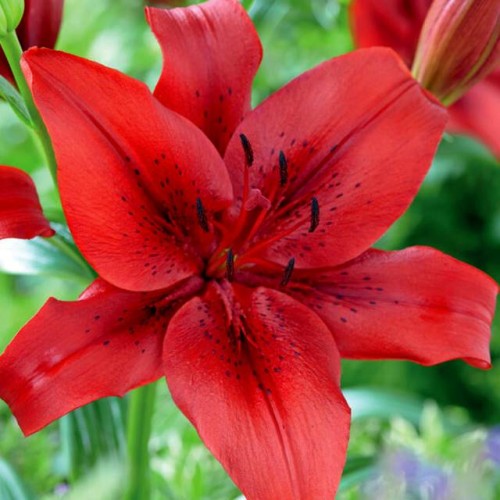 Lilijas LA ORIGINAL LOVE 16/18 20gab