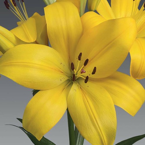 Lilijas LA HINAULT 16/18 20gab