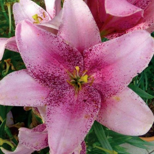 Lilijas LA SWEET SUGAR 16/18 20gab