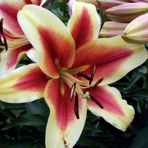 Lilijas Lilijkoks FLAVIA 16/18 20gab