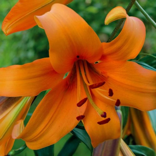 Lilijas Lilijkoks ORANGE SPACE 16/18 20gab