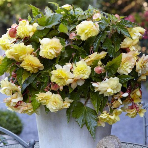 Begonijas nokarenās divkrāsu ODORATA SUNNY DREAM 5/6 20gab.