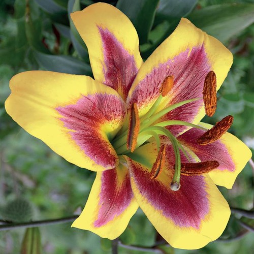 Lilijas Lilijkoks ROBERT SWANSON 16/18 20gab
