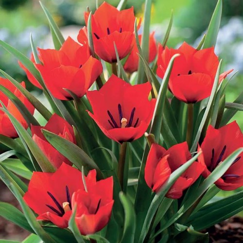 Tulpes botāniskās RED HUNTER 6/+  80gab