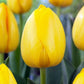Tulpes Darvina NOVI SUN 12/+ 80gab