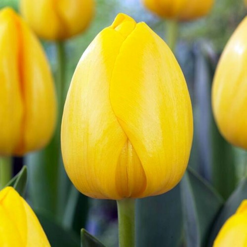 Tulpes Darvina NOVI SUN 12/+ 80gab