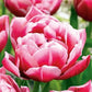 Tulpes pildītās COLUMBUS 12/+ 60gab