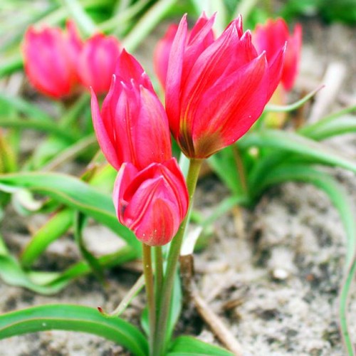 Tulpes botāniskās LITTLE BEAUTY 6/7  80gab