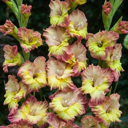 Gladiolas lielziedu EKSOTISKAS CONCA VERDE 12/14  80gab