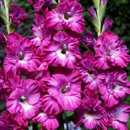 Gladiolas lielziedu EKSOTISKAS NABLUS 12/14  80gab