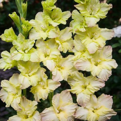 Gladiolas lielziedu EKSOTISKAS ALICIA 12/14  80gab