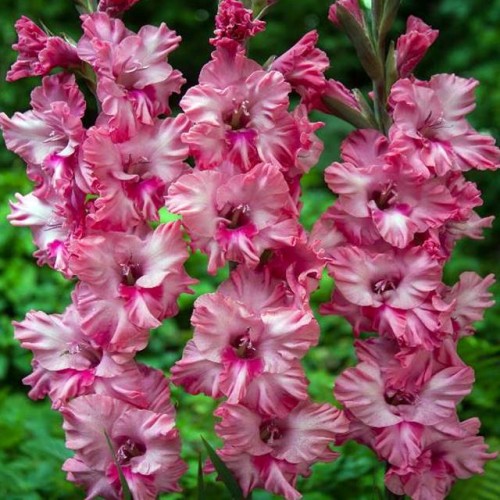 Gladiolas lielziedu EKSOTISKAS KINGSTON RUFFLE 12/14  80gab