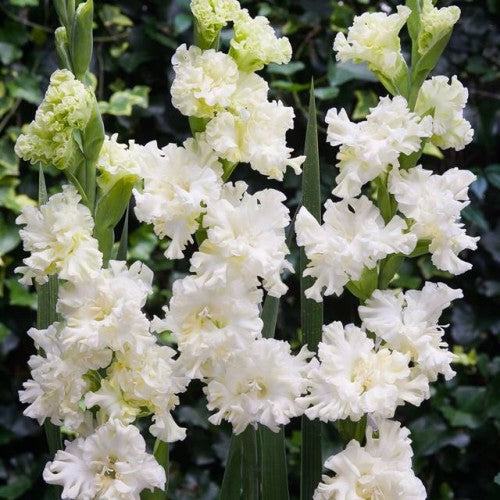 Gladiolas lielziedu EKSOTISKAS OCTOPUS 12/14  80gab