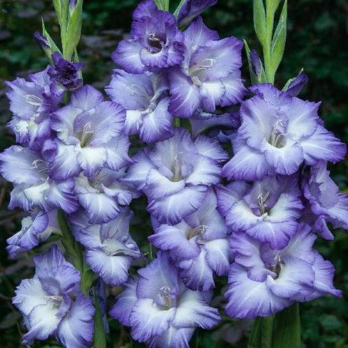 Gladiolas lielziedu EKSOTISKAS TRITON 12/14  80gab
