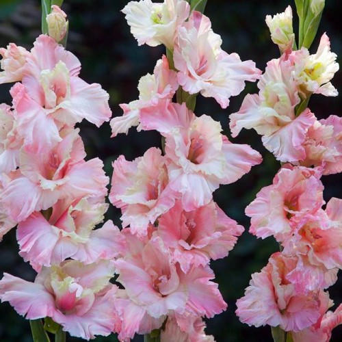 Gladiolas lielziedu EKSOTISKAS MINDSET 12/14  80gab