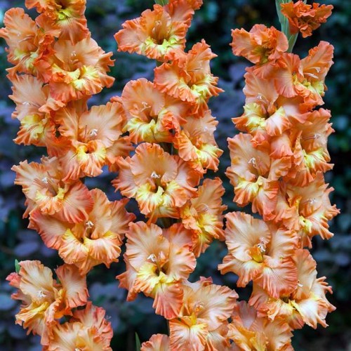 Gladiolas lielziedu EKSOTISKAS PRINCESS FRIZZLE 12/14  80gab