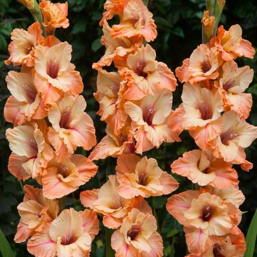Gladiolas lielziedu SABOR 12/14  80gab
