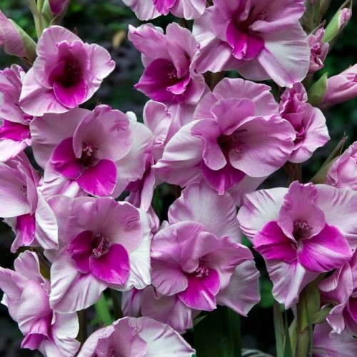 Gladiolas lielziedu ALANNAH 12/14  80gab