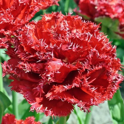 Tulpes bārkšziedu QATAR 12/+ 60gab