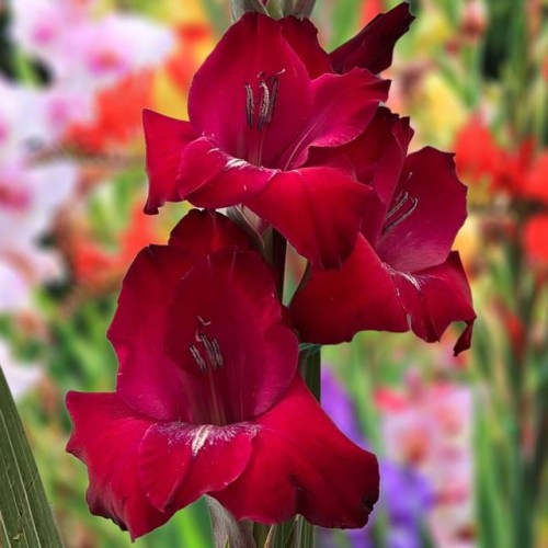 Gladiolas lielziedu BIZET 12/14  80gab