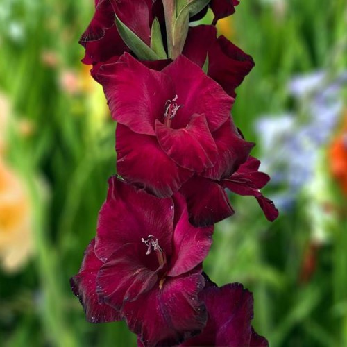 Gladiolas lielziedu MAHLER 12/14  80gab