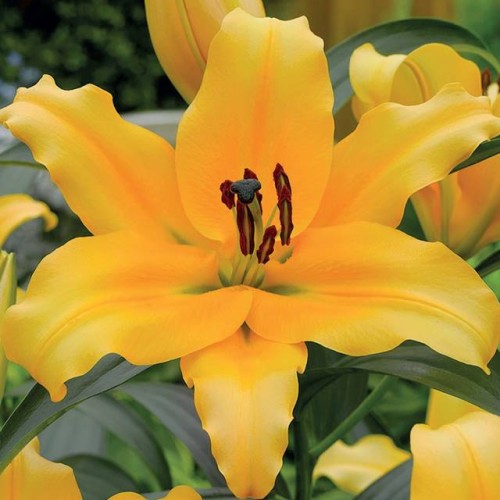 Lilijas Lilijkoks XXL CORCOVADO 22/+ 8gab