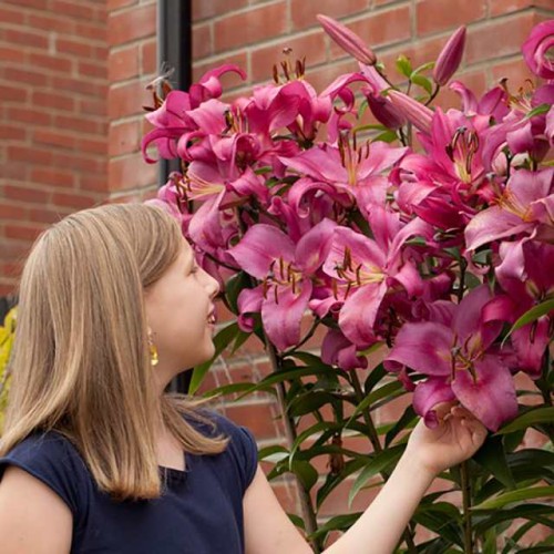 Lilijas Lilijkoks XXL ROBINA 24/+ 8gab