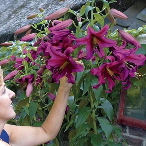 Lilijas Lilijkoks XXL PURPLE PRINCE 22/+ 8gab