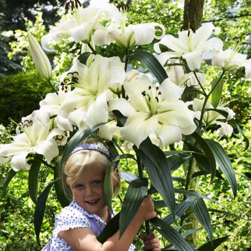 Lilijas Lilijkoks XXL PRETTY WOMAN 22/+ 8gab