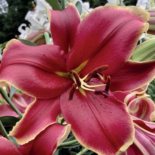 Lilijas Lilijkoks XXL AFRICAN LADY 20/+ 8gab