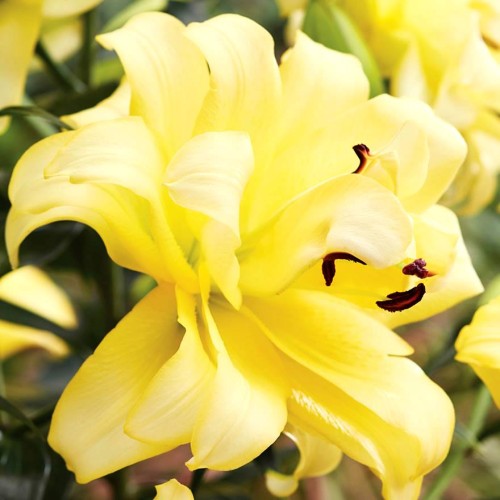 Lilijas Pildītās EXOTIC SUN 16/18 10gab