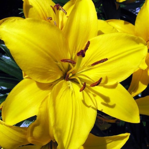 Lilijas Austrumu YELLOWEEN 16/18 20gab
