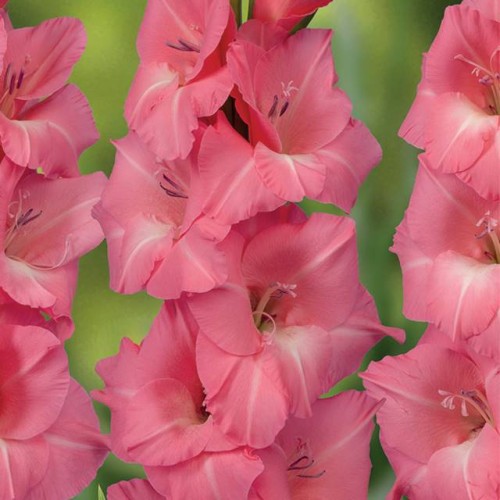 Gladiolas lielziedu JULIO 12/14  80gab