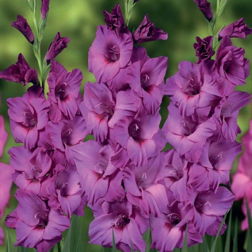 Gladiolas lielziedu THALIA 12/14  80gab
