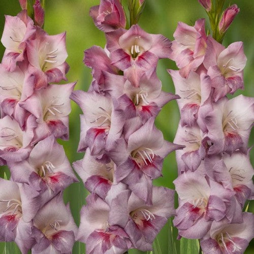 Gladiolas lielziedu SMOKEY 12/14  80gab