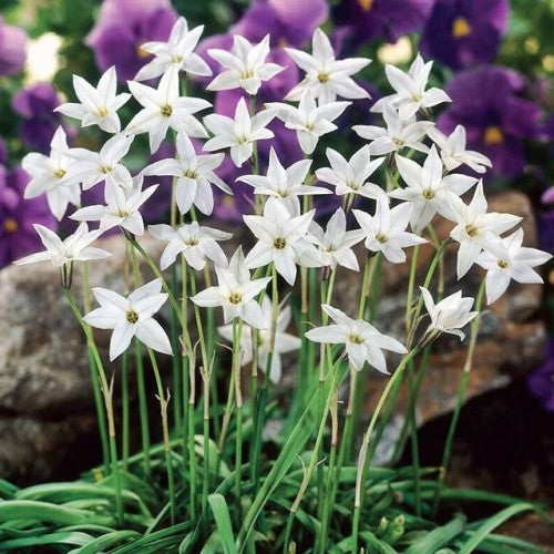 Ifeones WHITE STAR 5/+ 100gab