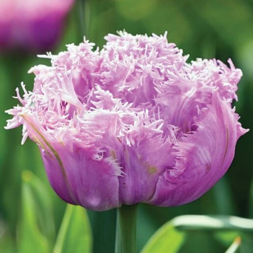 Tulpes bārkšziedu NEWCASTLE 11/12 60gab