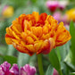 Tulpes pildītās SUN LOVER 12/+ 60gab