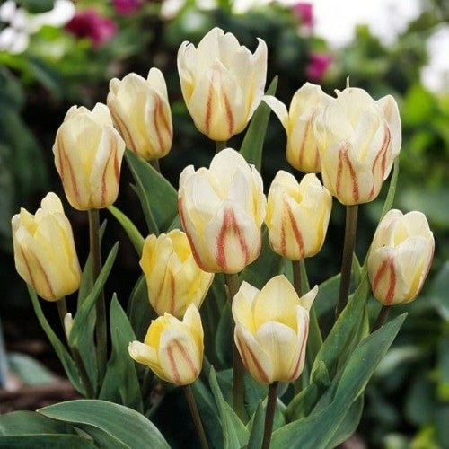 Tulpes zemās WHITE FIRE 11/12 80gab
