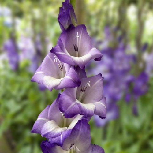 Gladiolas lielziedu BLUE STORM 12/14  80gab
