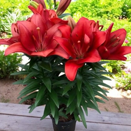 Lilijas Āzijas (podu) SUMMER SCARLET 18/20 20gab