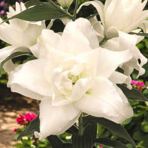 Lilijas Pildītās SNOWBOARD 20/+ 10gab