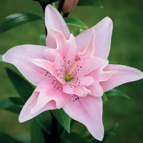 Lilijas Āzijas pildītās ELODIE 16/18 10gab