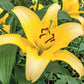Lilijas Āzijas RAPID YELLOW 16/18 20gab