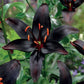 Lilijas Āzijas BLACKLIST 16/18 20gab
