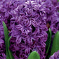 Hiacintes pildītās LILI PURPLE 14/15 20gab